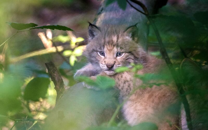 Wildfreigehege Nöttler Berg – Bild 3