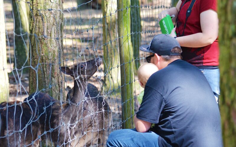 Wildfreigehege Nöttler Berg – Bild 5