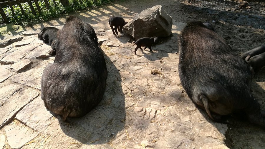 Naturschutz-Tierpark Görlitz – Bild 5