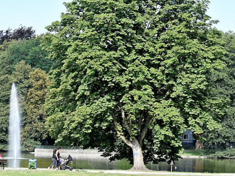 Bulmker Park – Bild 3