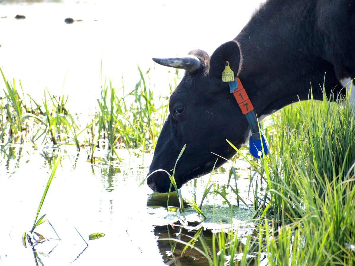 Niederfelder Bauernhofmomente – Bild 2
