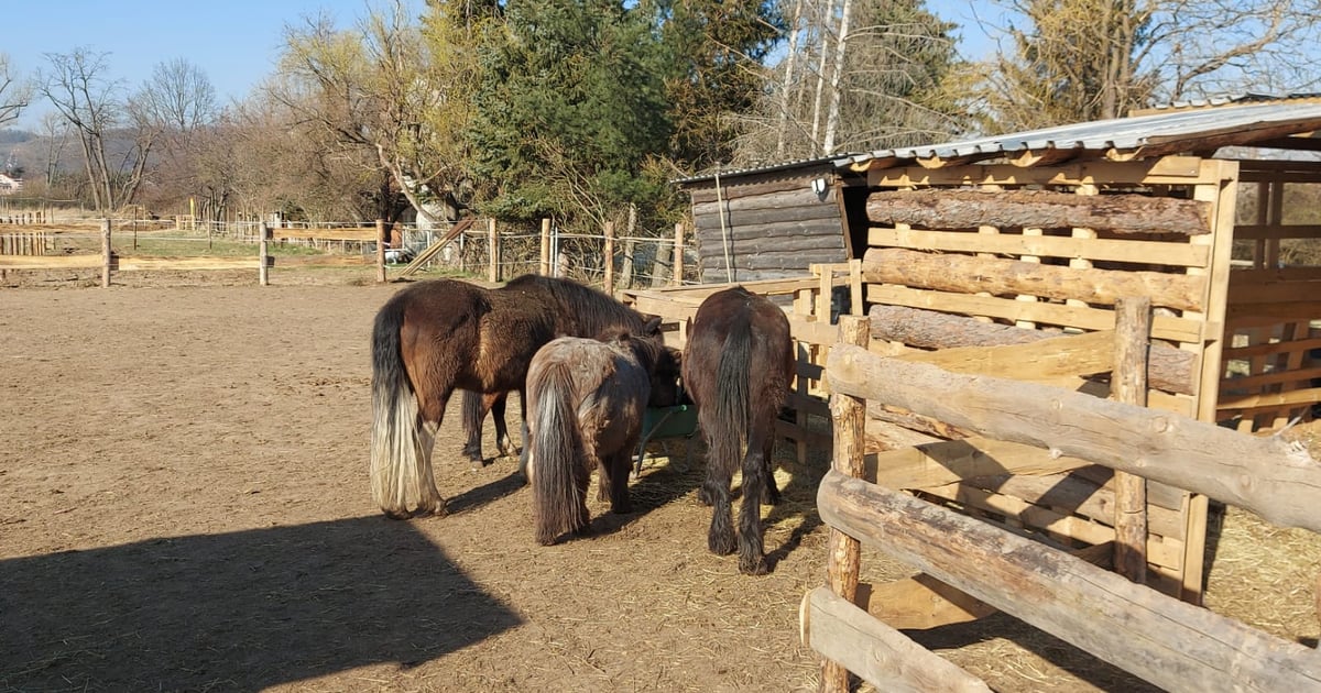 Minibauernhof Drachennest – Bild 3