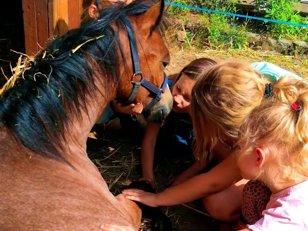 Minibauernhof Drachennest – Bild 4