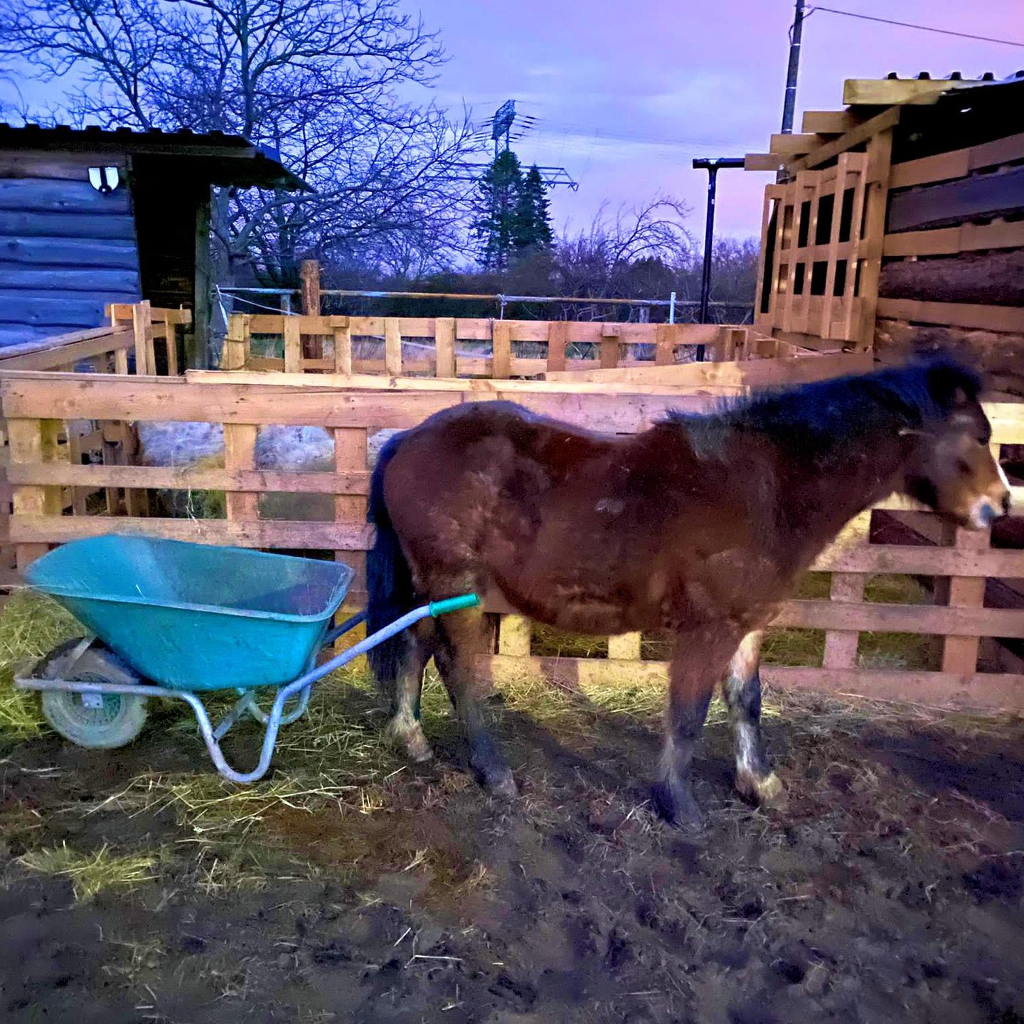 Minibauernhof Drachennest – Bild 5