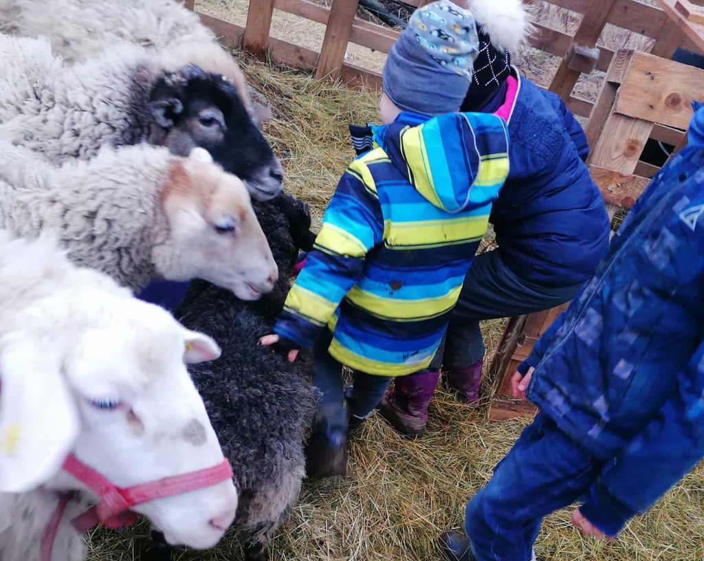 Minibauernhof Drachennest – Bild 6