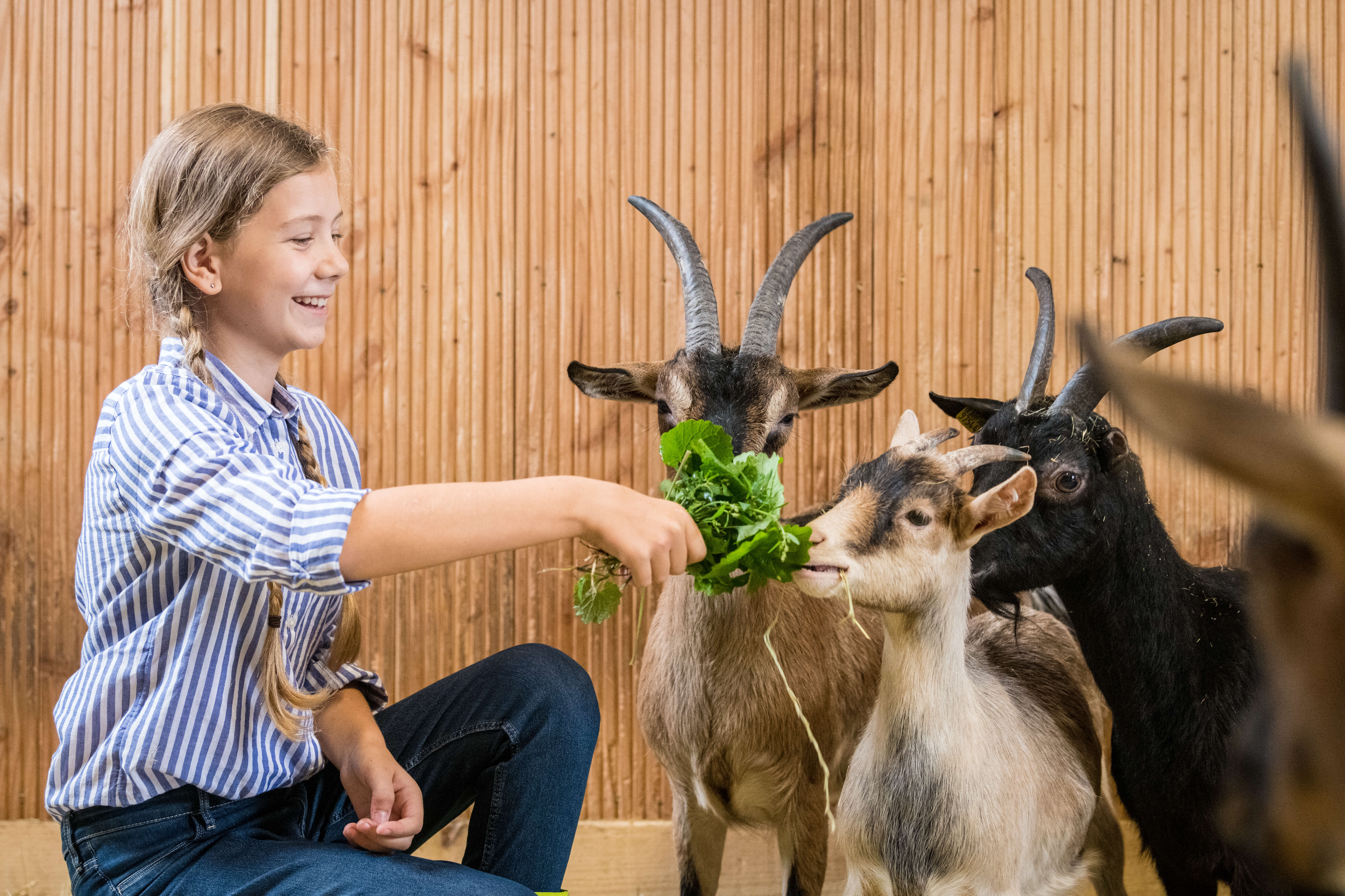 Bauernhof Gut Hixholz – Bild 3