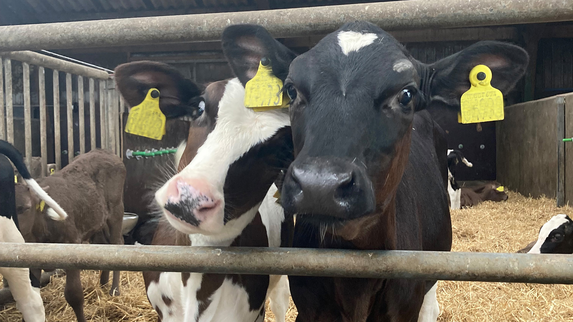 Milchhof Marienloh – Bild 2