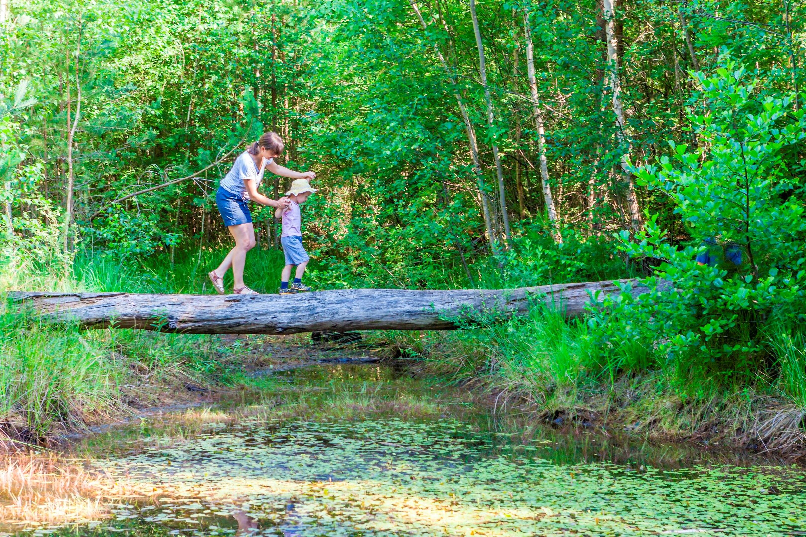 Floßweiher Holzweg – Bild 2