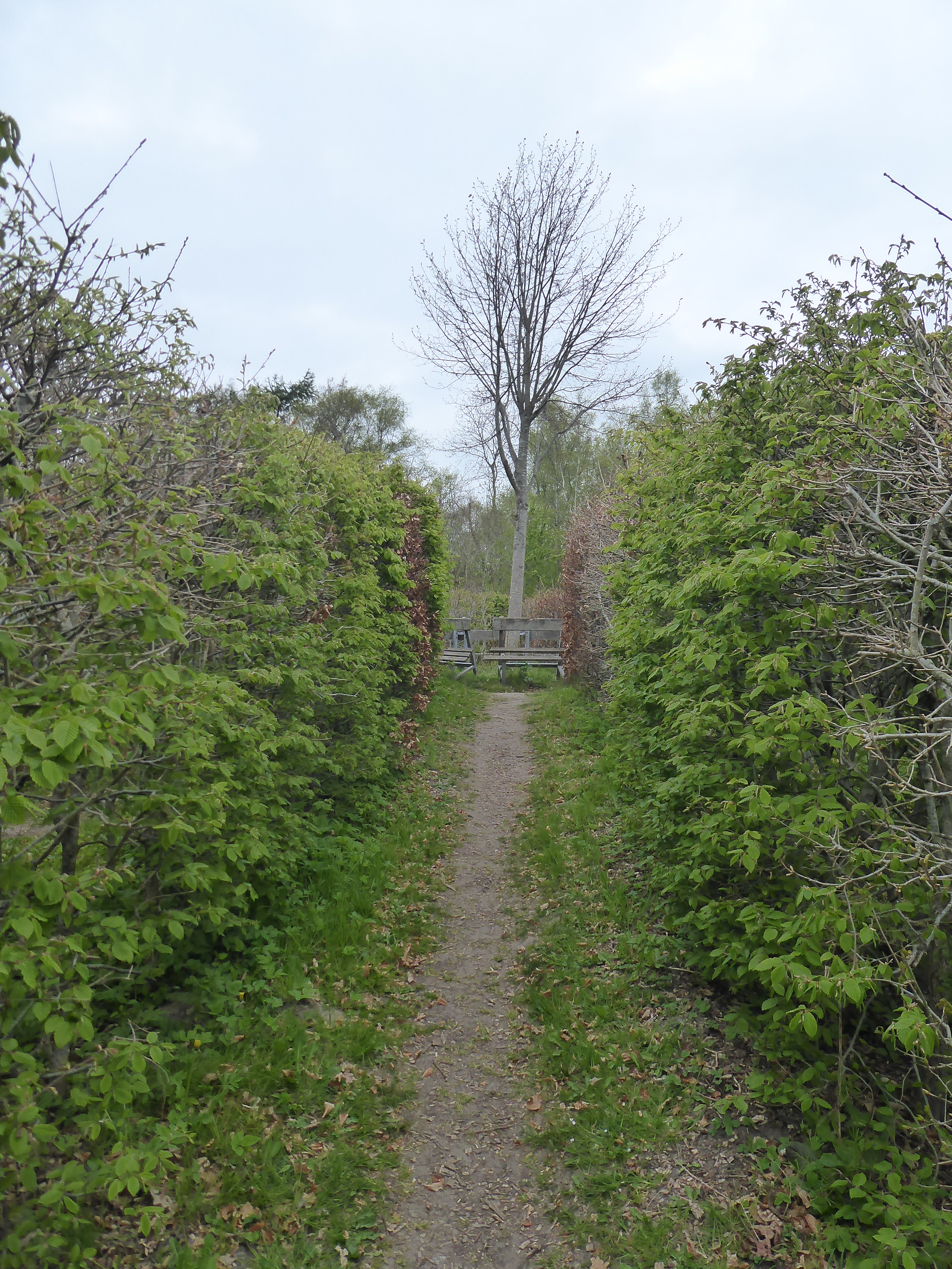 Heckenlabyrinth – Bild 1