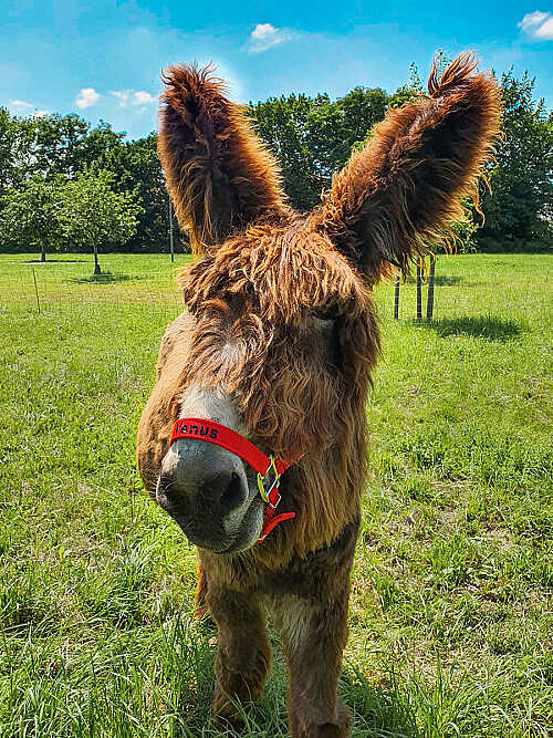 Rolfs Streichelzoo – Bild 4