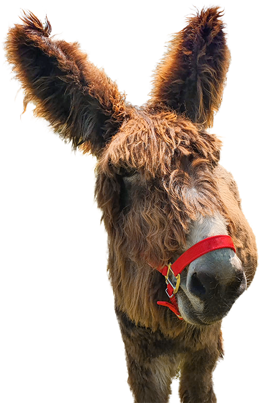 Rolfs Streichelzoo – Bild 6