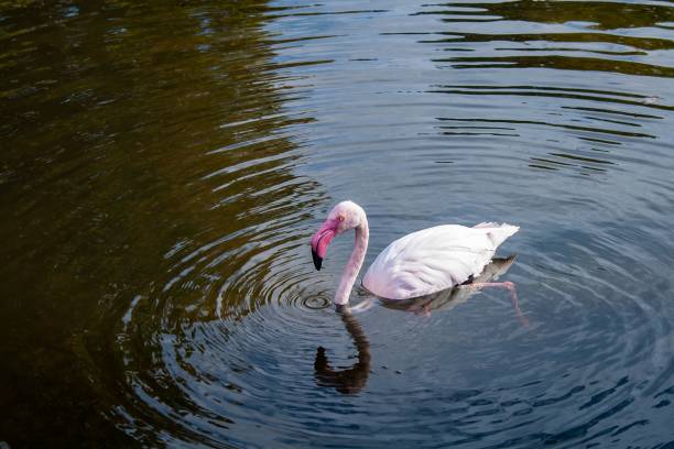Flamingo-Teich – Bild 4