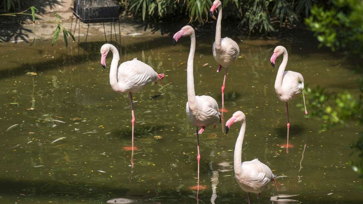 Flamingo-Teich – Bild 5