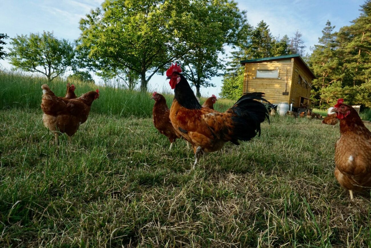 Natur- und Bauernhofpädagogik Larissa Bender – Bild 6