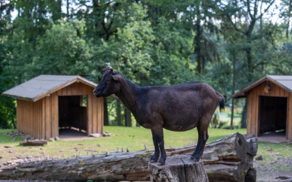 Wildfreigehege Wolfsrath – Bild 2