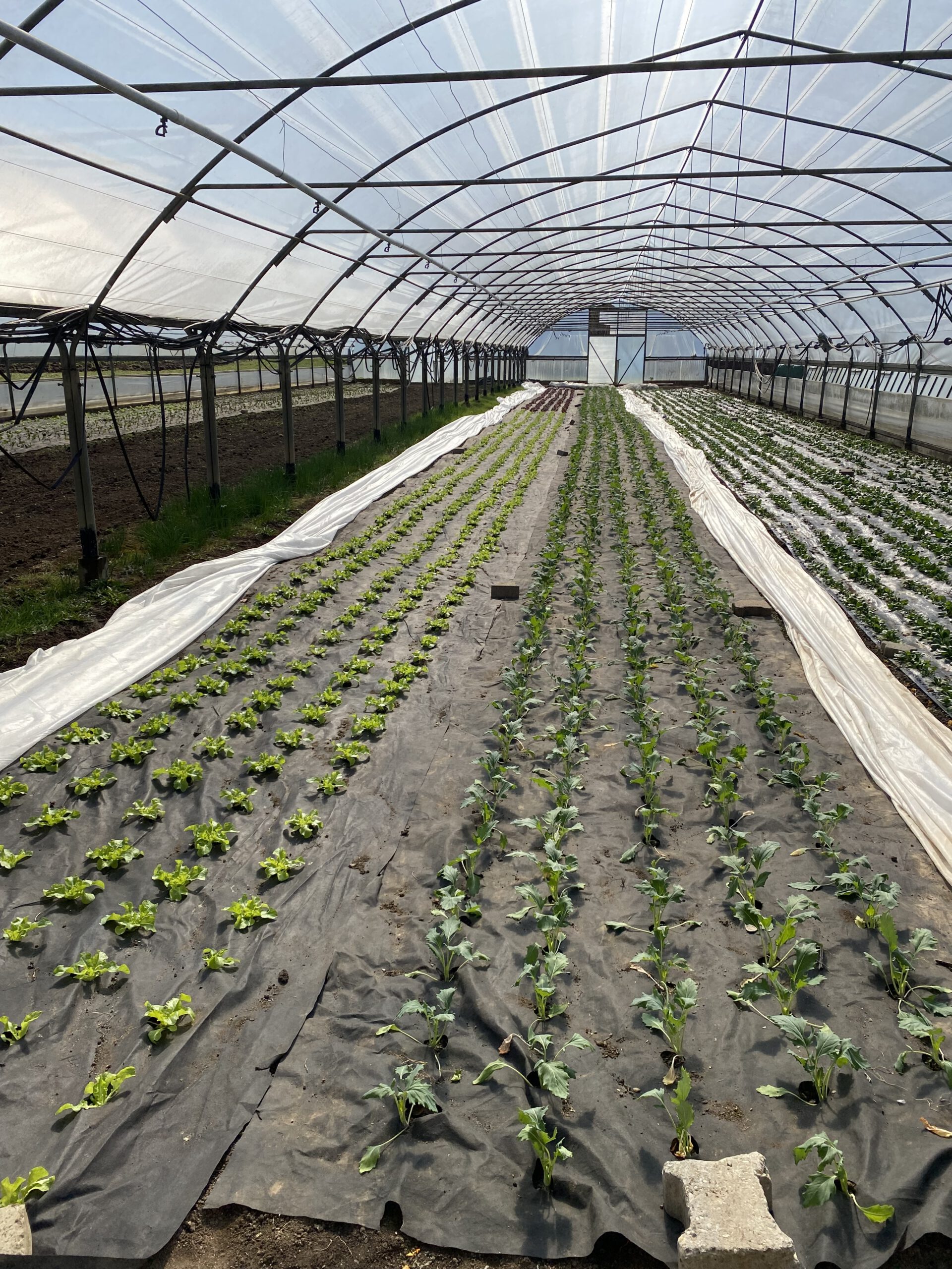 Philadelphia Bioland Bauernhof – Bild 2