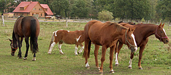 Reit- & Ferienhof Laubach – Bild 6