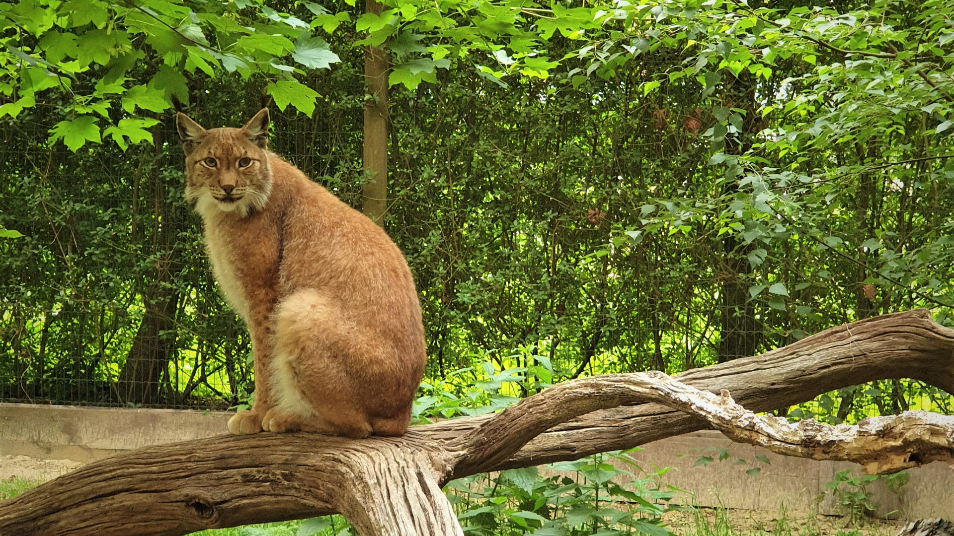 Tiergarten und Streichelzoo – Bild 6