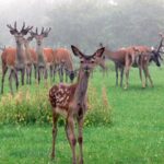 Hochwildpark Rheinland GmbH – Bild 4