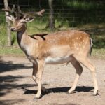 Hochwildpark Rheinland GmbH – Bild 5