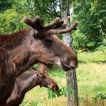 Hochwildpark Rheinland GmbH – Bild 6