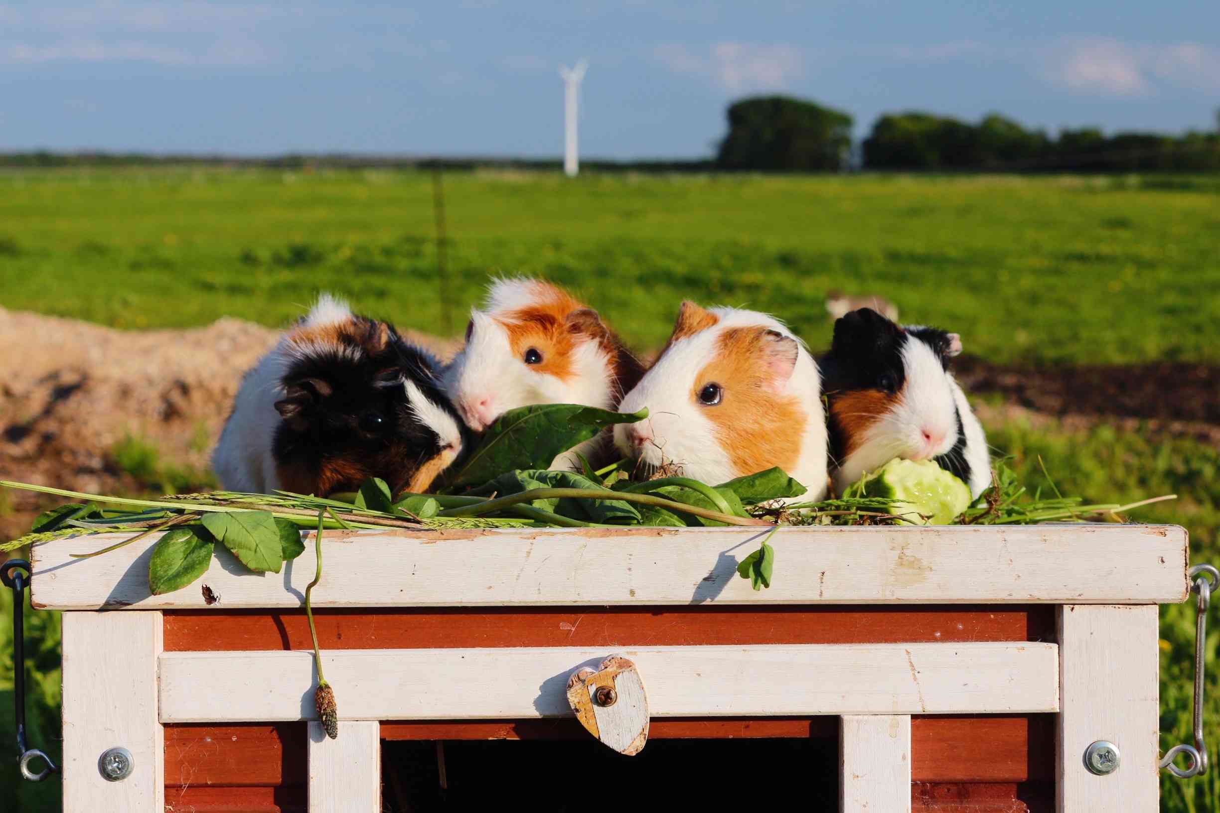 Ferienhof Ammerswurth – Bild 4