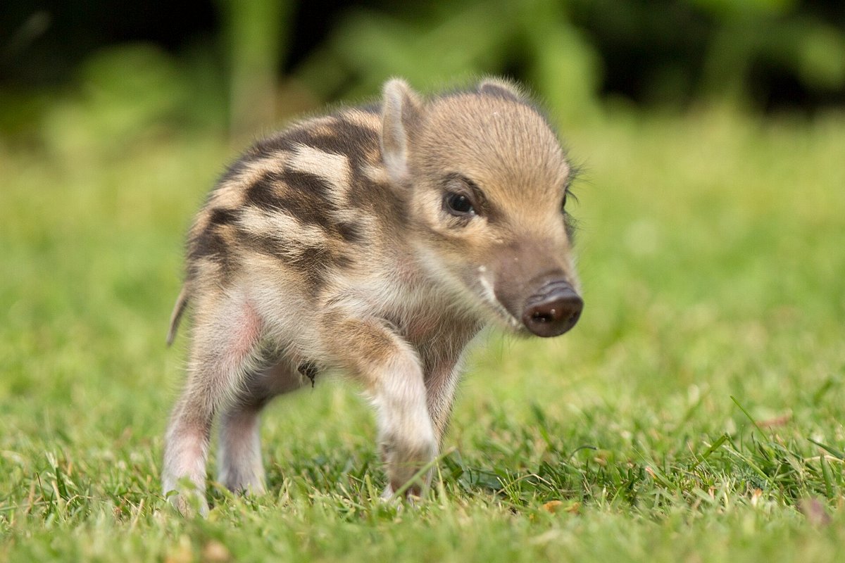 Wildpark Donsbach – Bild 2