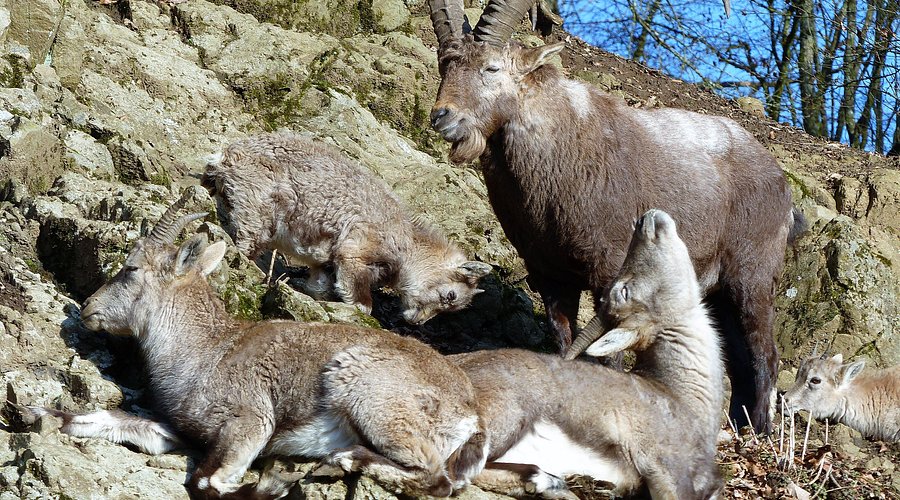 Wildpark Donsbach – Bild 4