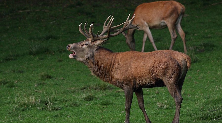 Wildpark Donsbach – Bild 6
