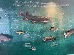 Lake of the Woods Discovery Centre – Bild 2