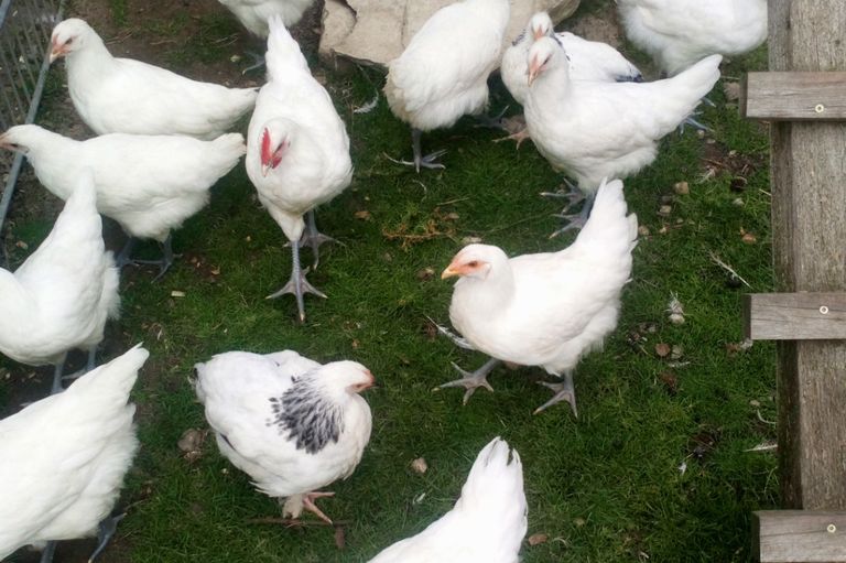 Hof Wahlkamp – Bild 5