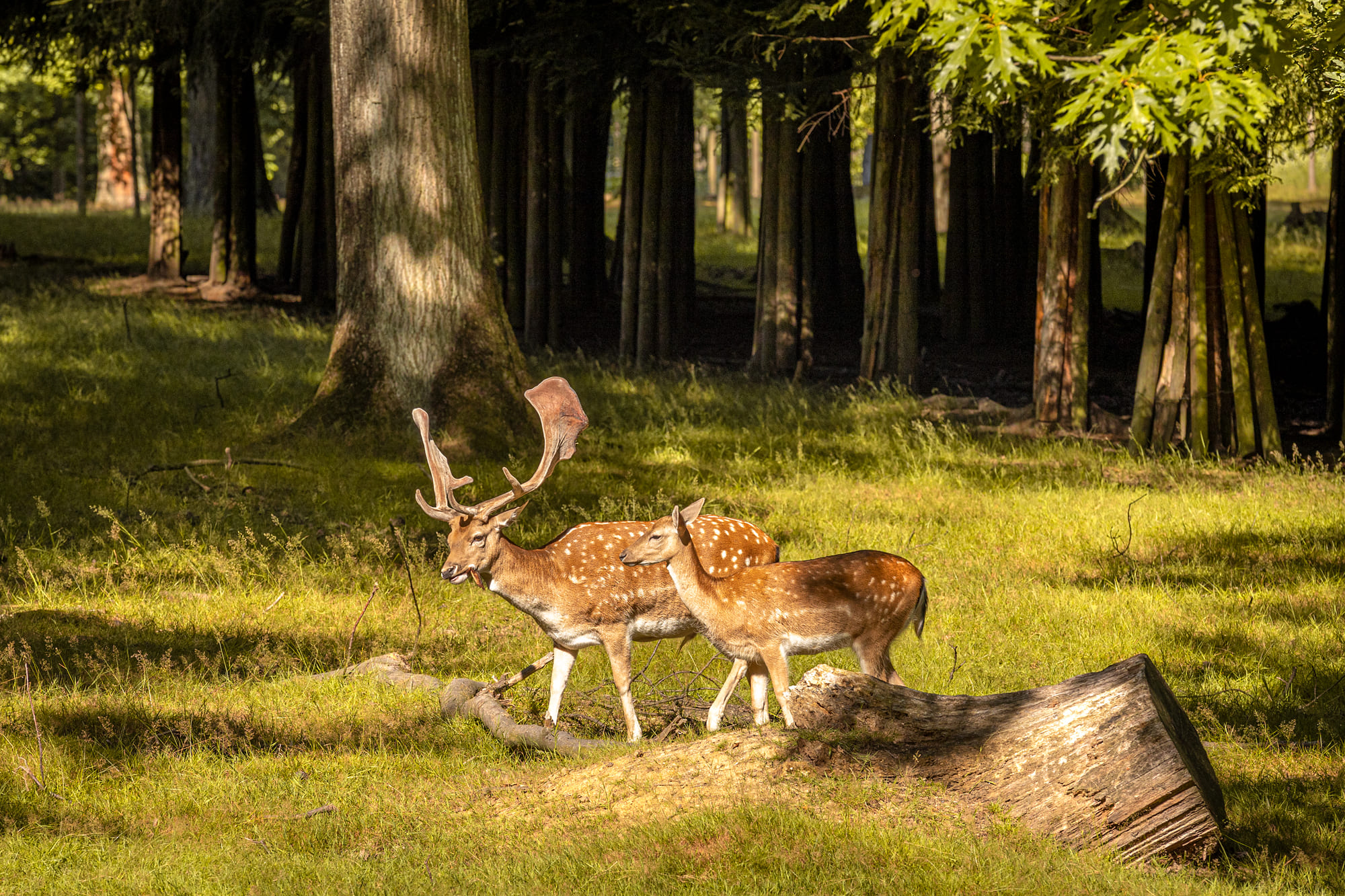 Wildgehege Heissiwald – Bild 2