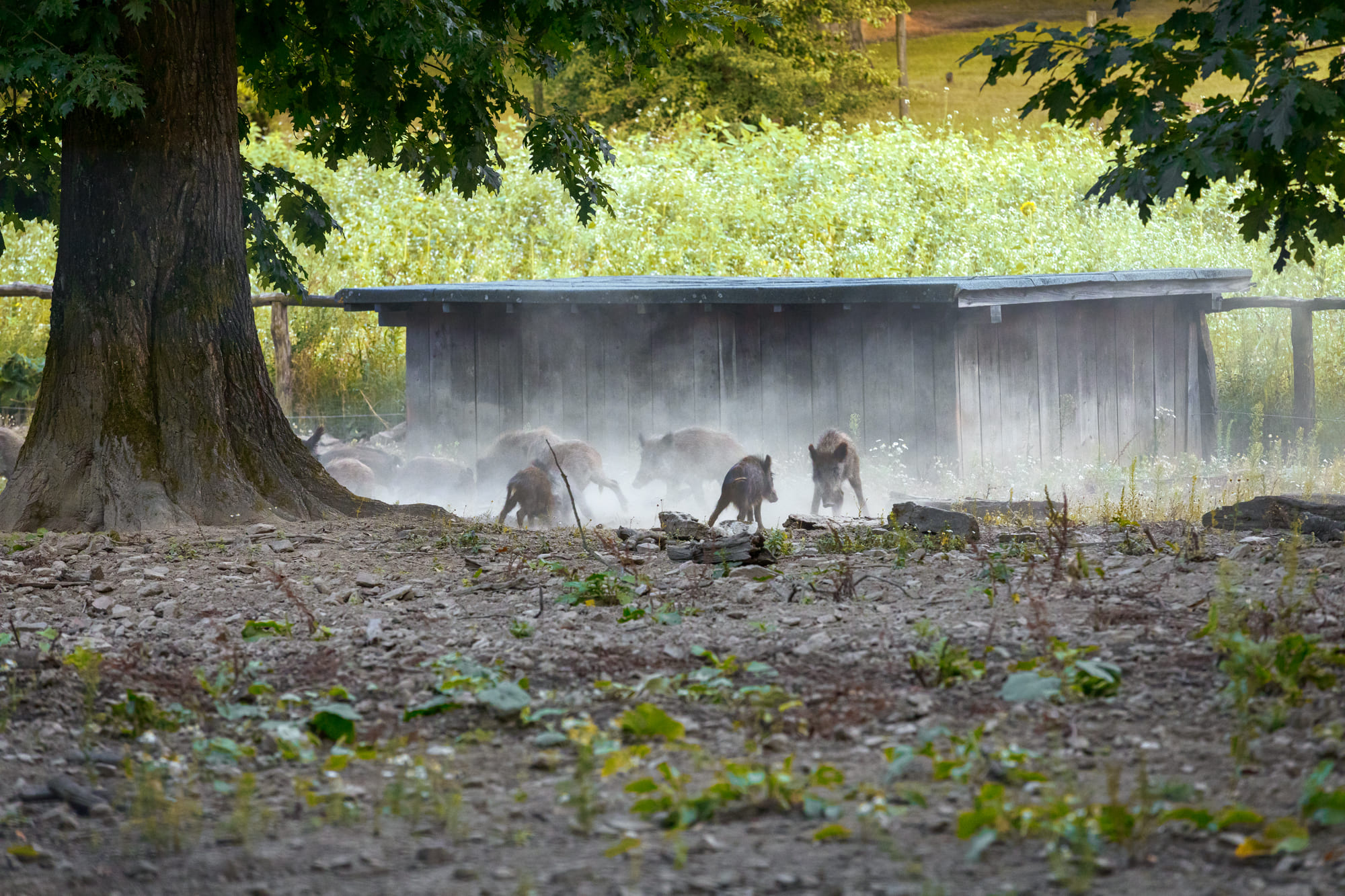 Wildgehege Heissiwald – Bild 3
