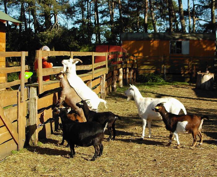 Norddeutscher Kinderbauernhof Zietlitz e.V. – Bild 2