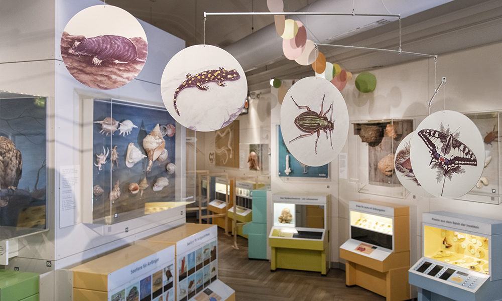 Museum Mensch und Natur – Bild 3