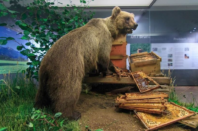 Museum Mensch und Natur – Bild 5