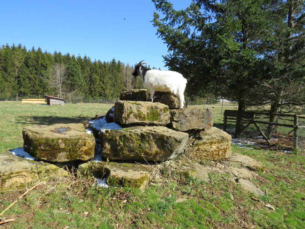 Wildgehege Meßstetten – Bild 2
