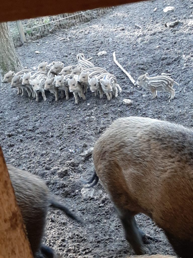 Wildgehege Meßstetten – Bild 3