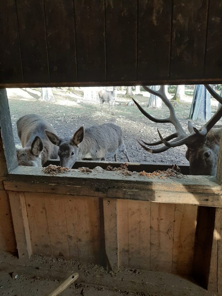 Wildgehege Meßstetten – Bild 4