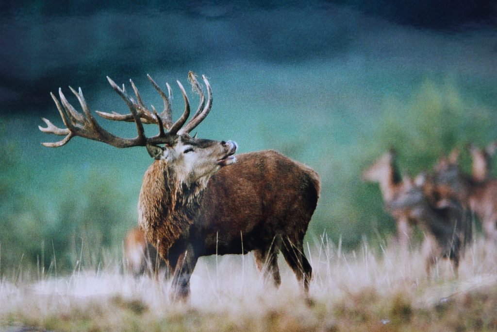 Wildgehege Meßstetten – Bild 5