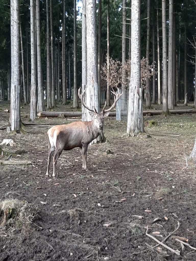 Wildgehege Meßstetten – Bild 6