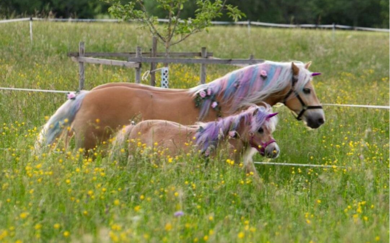 Vaihingerponyhof by Sabine Keller – Bild 2