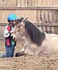 Coquitlam Equestrian Centre – Bild 4