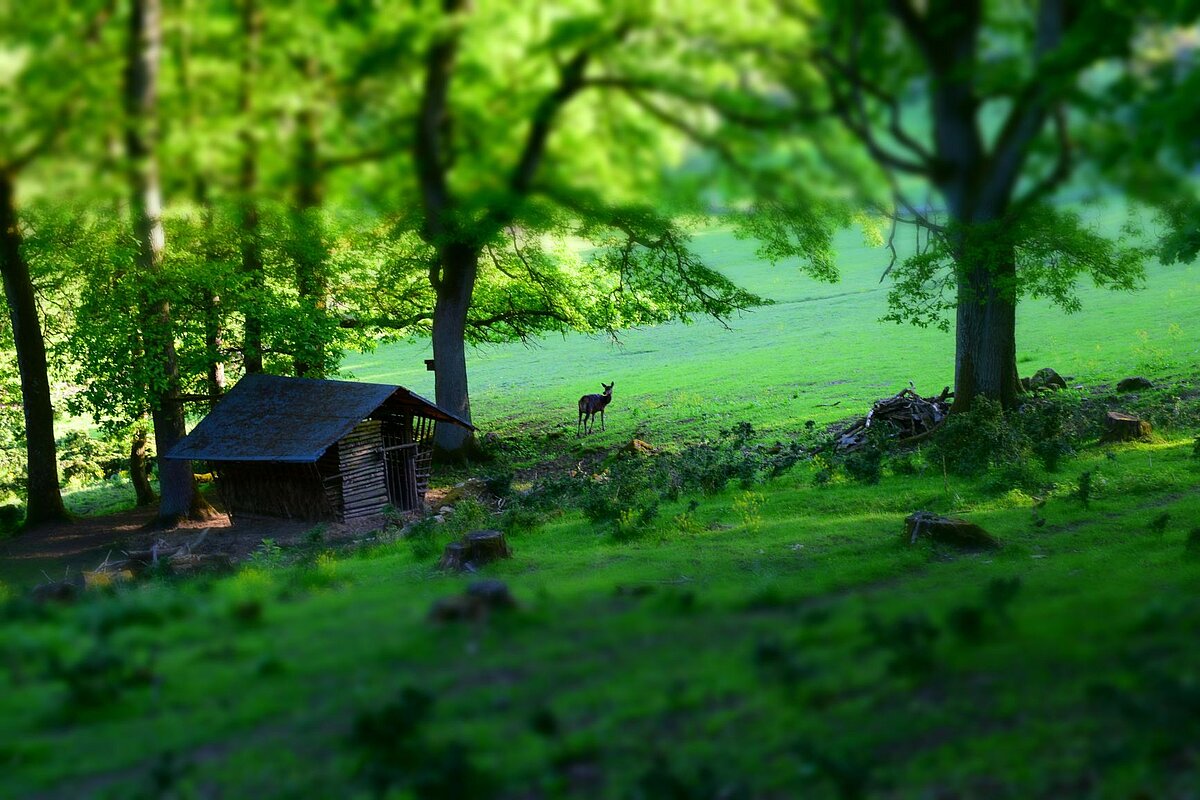 Wildgehege Herborn – Bild 3