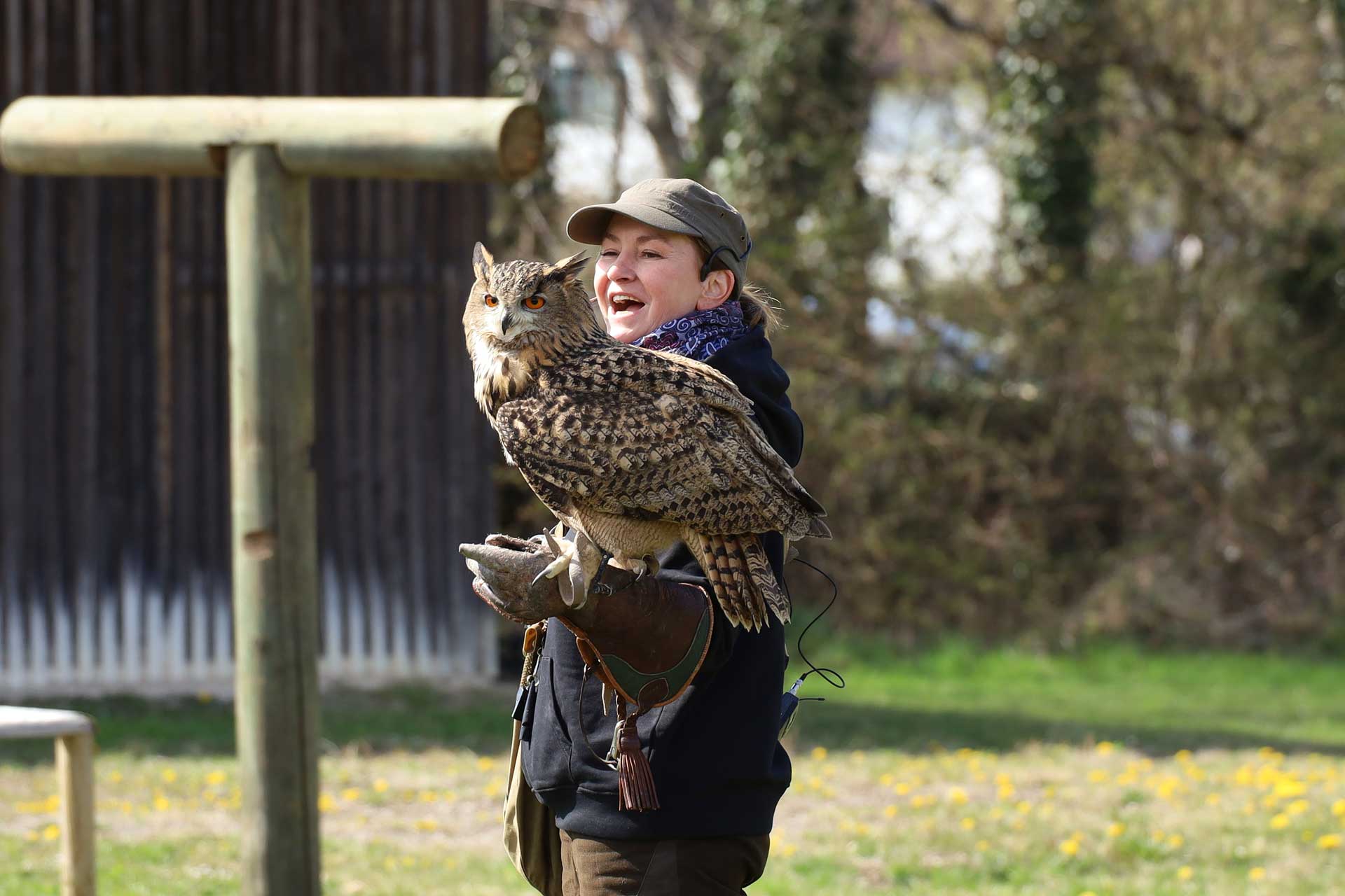 Falknerei – Bild 2