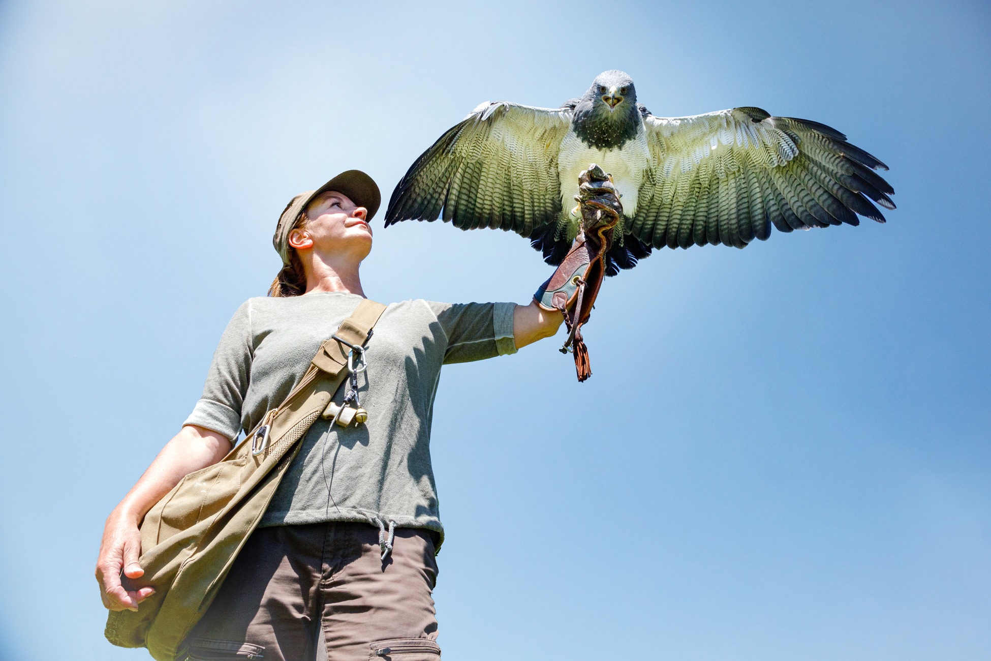 Falknerei – Bild 3