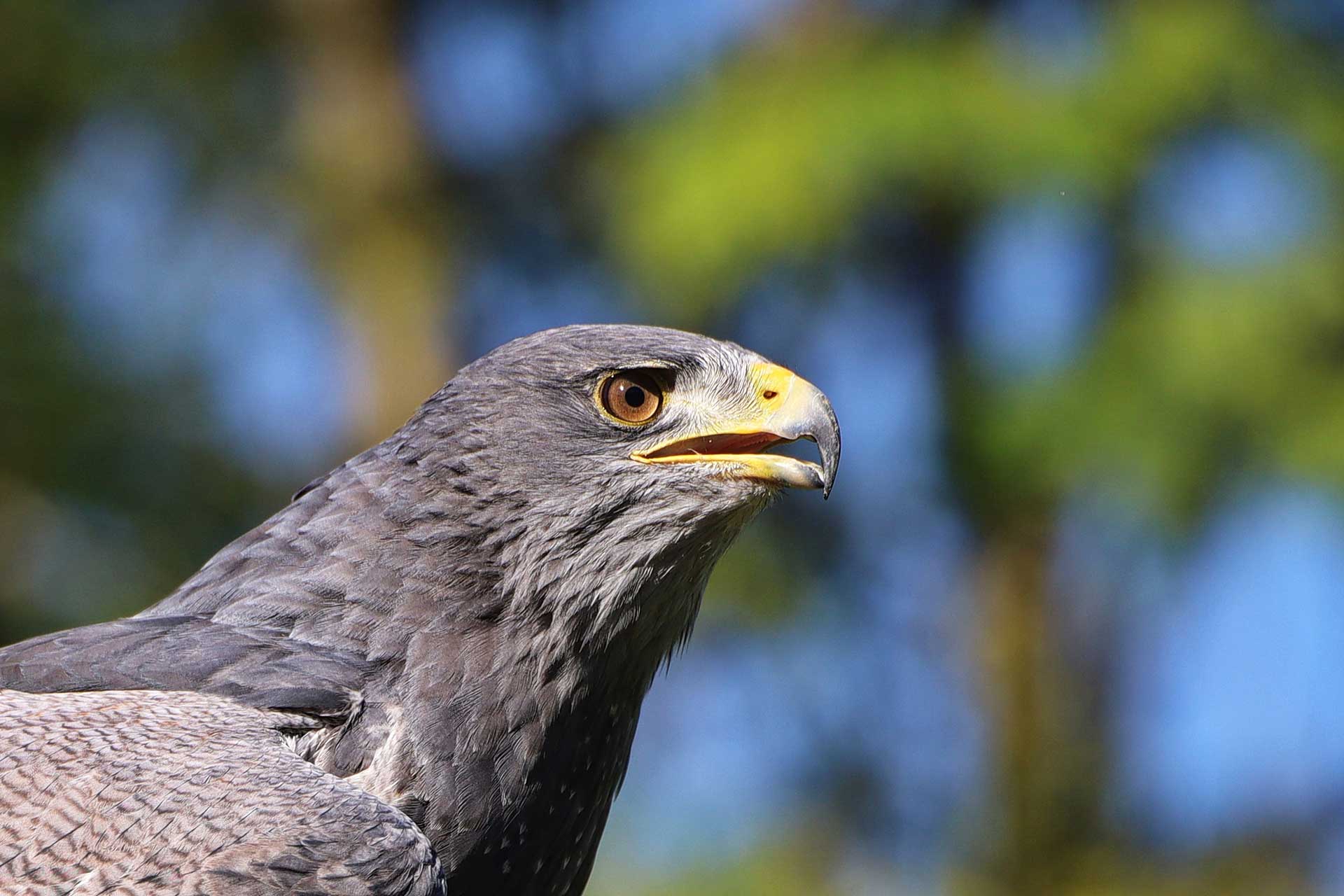 Falknerei – Bild 4