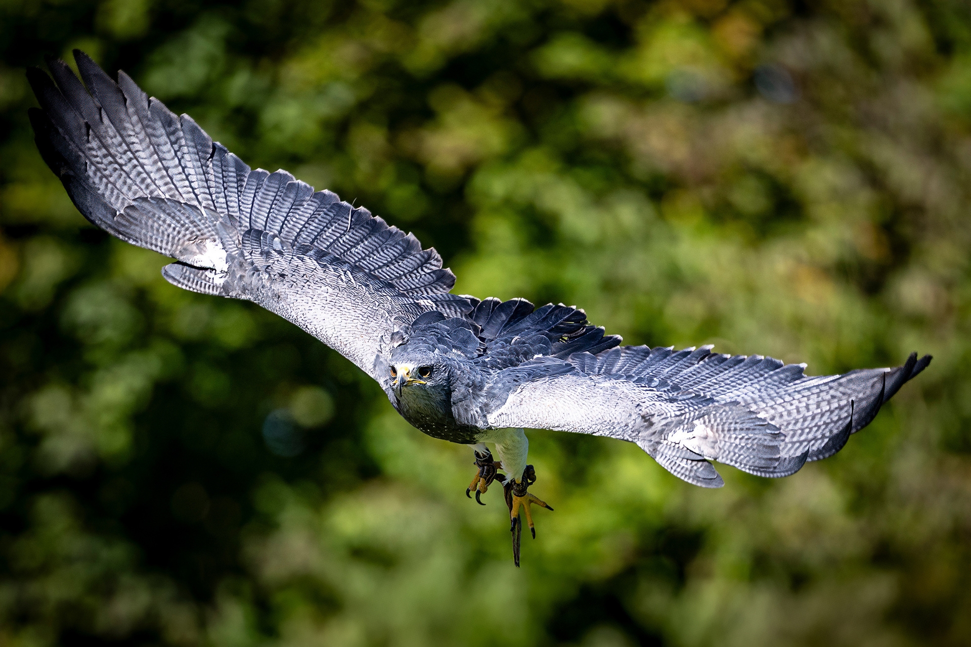 Falknerei – Bild 5