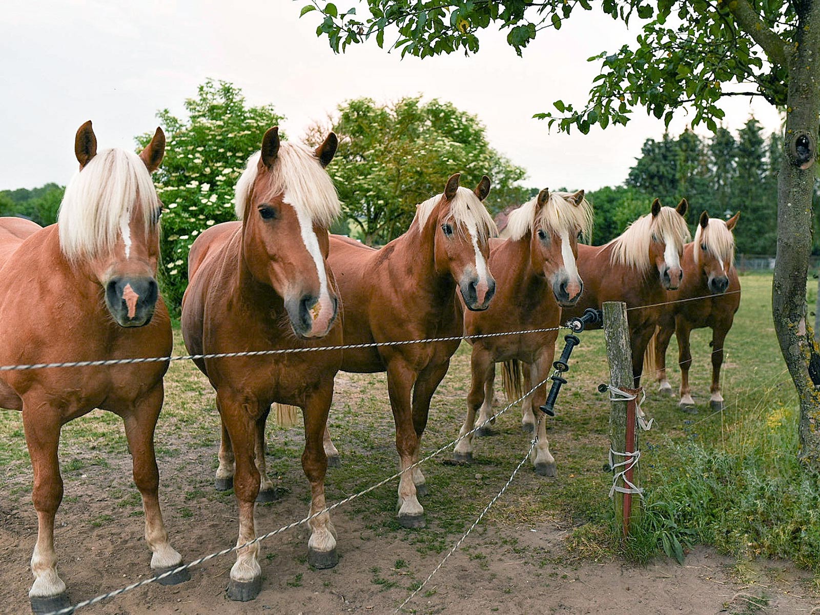 Pferdehof homeundpferde – Bild 3