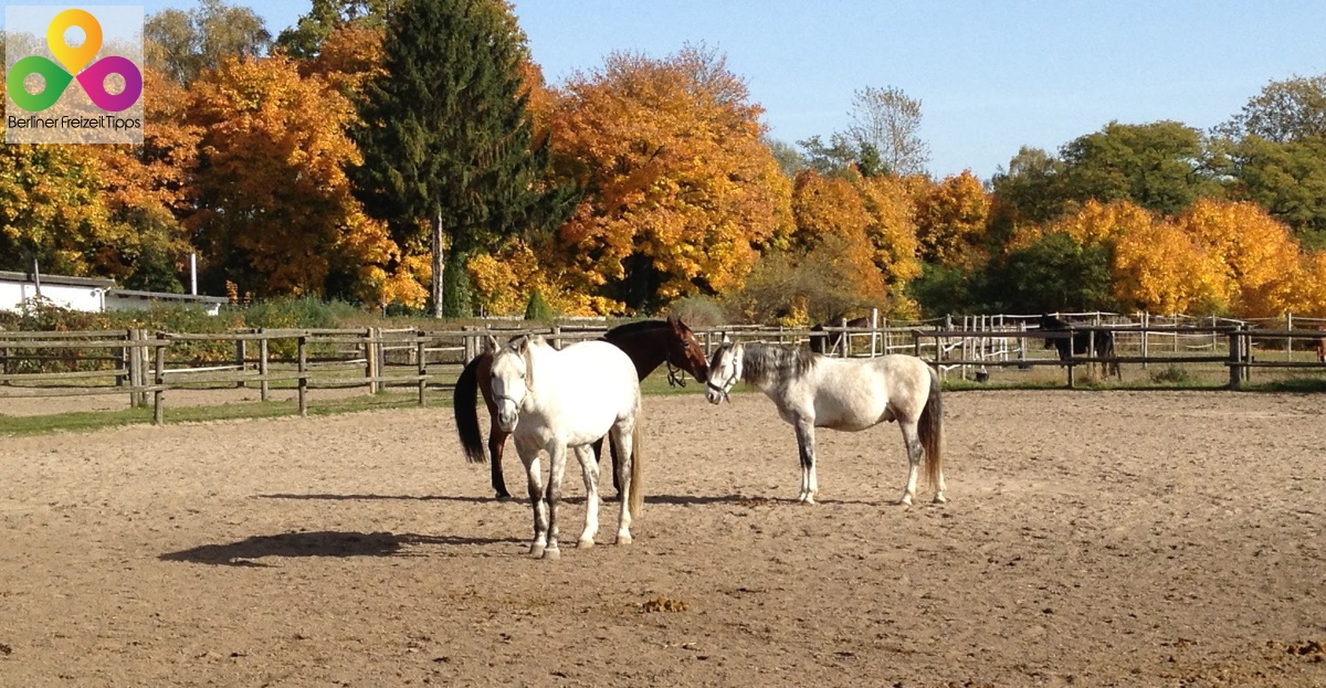 Pferdehof homeundpferde – Bild 5